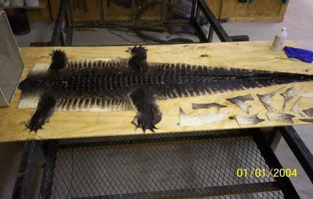 How To Tan an alligator Hide