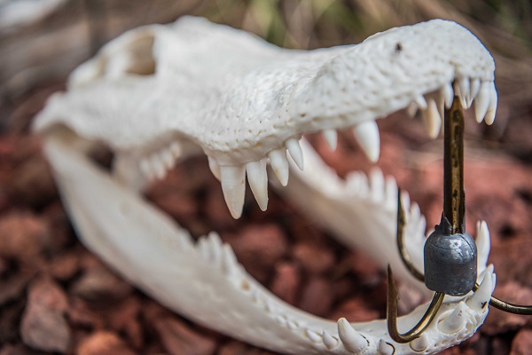 alligator skull
