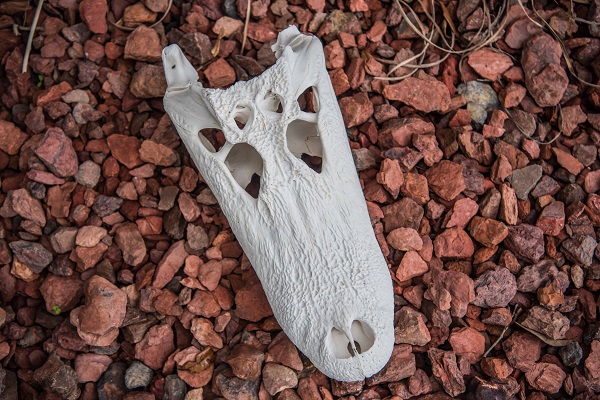 taxidermy alligator skull