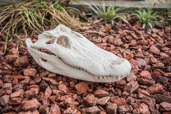 gator skull