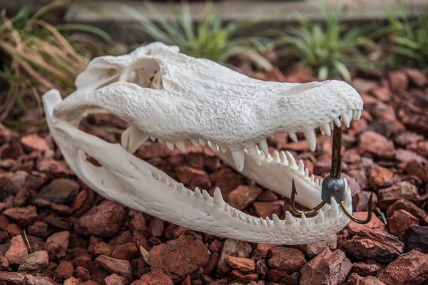 bleached gator skull for sale