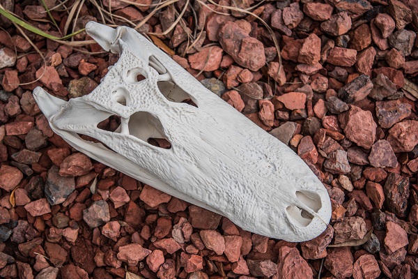 european gator skull