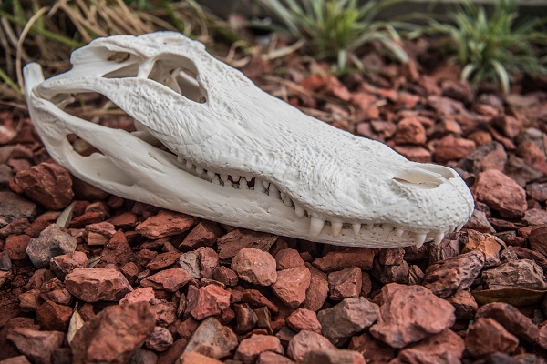 white skull alligator