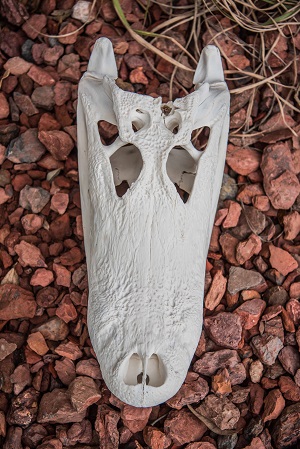 gator skull shot