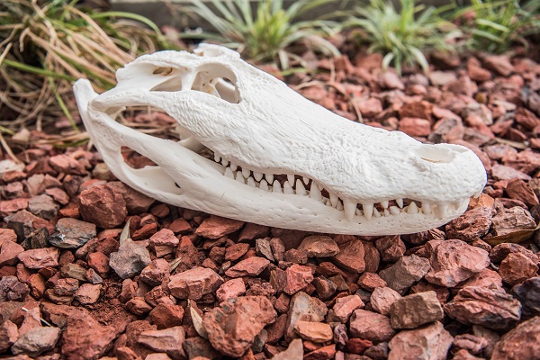 white alliator skull for sale